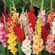 Mixed Gladiolus Flower Seeds – Premium Heirloom Non-GMO High Germination Seeds for Planting