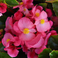 Pink Begonia Flower Flower Seeds - Heirloom Non GMO High Germination Organic Garden Planting Seeds