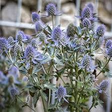 Green Eryngium Flower Seeds