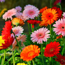 Gerbera Flower Seeds