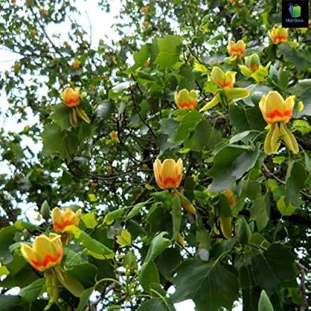 Green Liriodendron tulipifera Tree