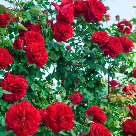 Red Climbing Rose Flower seeds