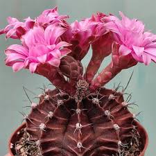Pink Gymnocalycium Flower