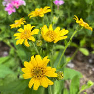 Pink Armeniacum Flower Seeds - Heirloom, Non-GMO, High Germination Flower Seeds for Planting