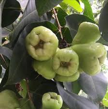 Green Rose Apple Fruit Seeds