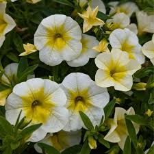 Yellow Lemon Calibrachoa Flower Seeds