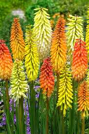 Mixed Kniphofia Flower Seeds