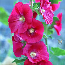 Pink Hollyhock Flower Seeds for Planting Heirloom Non-GMO High Germination Organic Garden Seeds Rare Blooming Plants