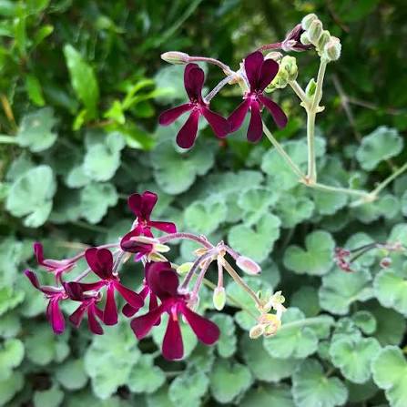 Pelargonium Sidoides Geranium Flower for Planting Heirloom Non-GMO High Germination Organic Garden Seeds - Heirloom Non