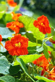 Orange Light Tropaeolum Flower Seeds Premium Floral Seeds for Decorative Home - Heirloom Non GMO Premium Garden Seeds fo