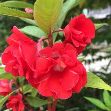 Balsam Flower Seeds