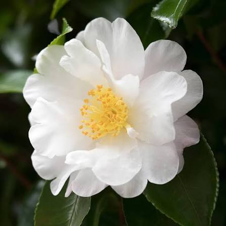 White Camellia Flower Seeds