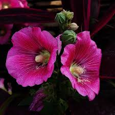 Pink Hollyhock Flower Seeds for Planting Heirloom Non-GMO High Germination Organic Garden Seeds Rare Blooming Plants