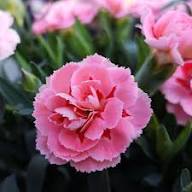 Pink Carnation Flower Seeds - Heirloom Non GMO Garden Seeds for Planting, High Germination Quality