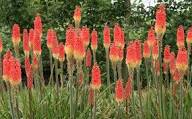 Mixed kniphia uvaria Flower Seeds Heirloom Non GMO High Germination Organic Garden Seeds for - Heirloom Non GMO High Ger