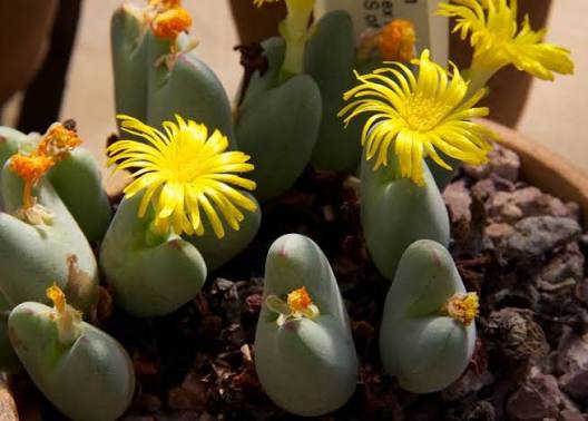 Conophytum Flower