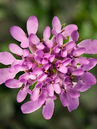 Pink Iberis Flower Seeds