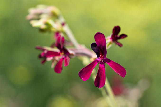 Pelargonium Sidoides Geranium Flower for Planting Heirloom Non-GMO High Germination Organic Garden Seeds - Heirloom Non
