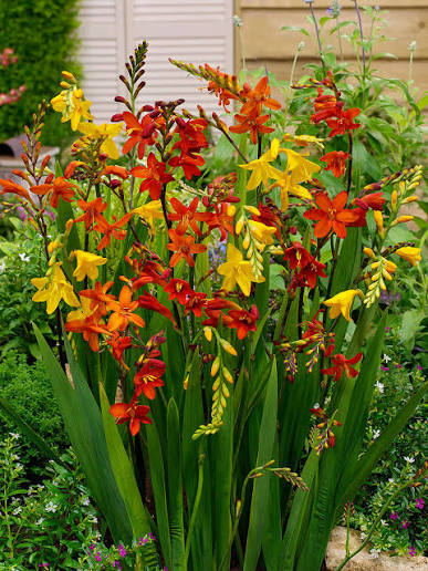 Crocosmia Flower Seeds - Heirloom Non GMO High Germination Premium Garden Seeds for Planting