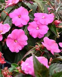 Pink Impatiens s Seed Heirloom Non GMO High Germination Organic Garden Seeds - Heirloom Non GMO Premium Garden Seeds for