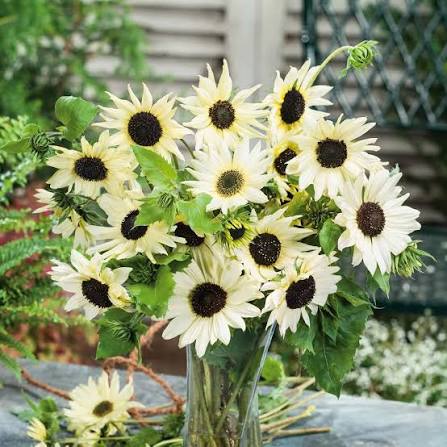 White Sunflower seeds