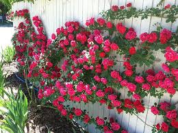 Climbing Polyantha Rose Bonsai