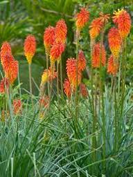 Mixed kniphia uvaria Flower Seeds