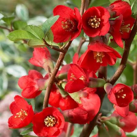 Quince Flower Seeds