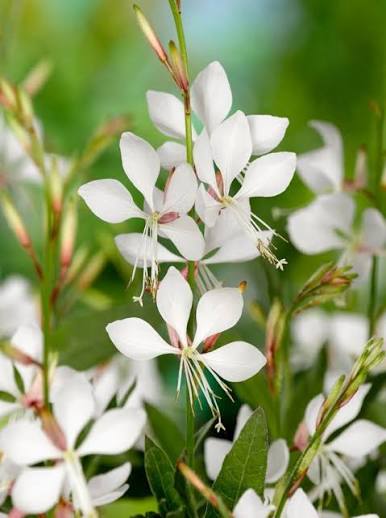 White Gaura Lindheimeri Flower Seeds