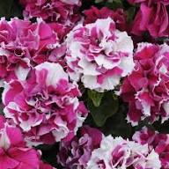 White Double Petunia Flower Seeds for Planting - Heirloom Non GMO High Germination Garden Seeds for Planting