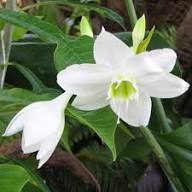 White Linum Usitatissimum Flower Flower Seeds - Heirloom Non GMO High Germination Organic Garden Planting Seeds