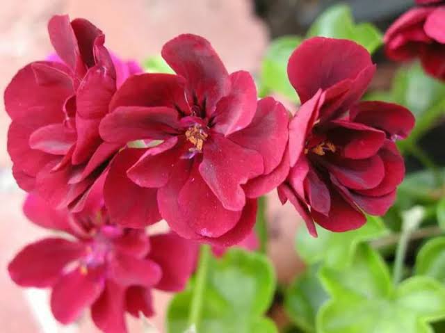 Pelargonium Peltatum Flower Seeds for - Heirloom Non GMO Premium Garden Seeds for Planting, High Germination Outdoor Pla
