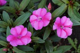 Pink Impatiens Flowers Seed