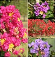Mixed Lagerstroemia Flower Seeds Colorful Blooms - Heirloom Non GMO High Germination Organic Garden Seeds for