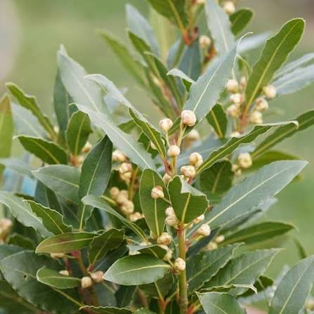 White Laurus Nobilis Flower Seeds