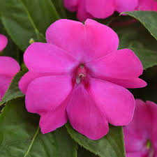 Pink Impatiens s Seed Heirloom Non GMO High Germination Organic Garden Seeds - Heirloom Non GMO Premium Garden Seeds for