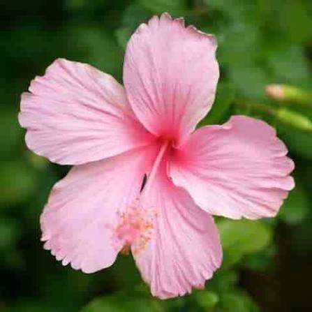 Hibiscus Flower Seeds