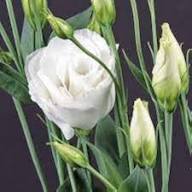White Eustoma Flower Seeds – Heirloom, Non-GMO, High Germination Seeds