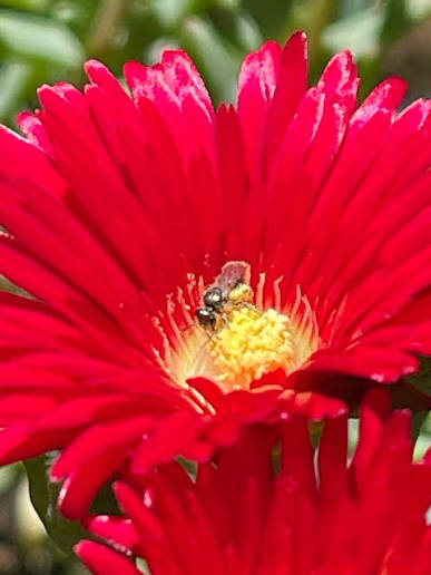 Red Delosperma Flower Seeds