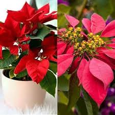 Red Poinsettia Flower Seeds