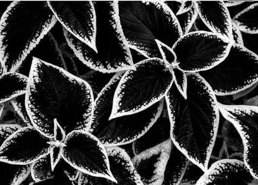 White Black Coleus Flower Seeds