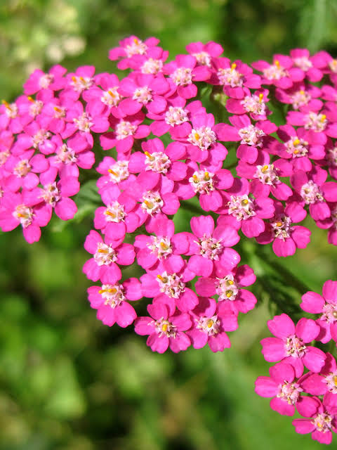Pink Achillea Flower Seeds for - Heirloom Non GMO Premium Garden Seeds for Planting, High Germination Outdoor Plants