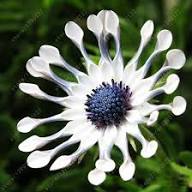 Osteospermum Eyed Flower Seeds Heirloom Non-GMO Seeds for Planting High Germination Organic Garden Seeds - Heirloom Non