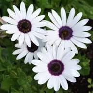 White Arctotis Flower Seeds Heirloom Non GMO High Germination Organic Garden Seeds for Colorful Blooms Seeds for