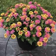 Mixed Lantana Flower Seeds Colorful Backyard Beauty - Heirloom Non GMO High Germination Organic Garden Seeds for
