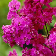 Pink Lychnis Chalcedonica Flower Seeds - Heirloom Non GMO Premium Garden Seeds for Planting, High Germination Outdoor Pl