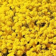 Yellow Cress Aubrieta Flower Seeds