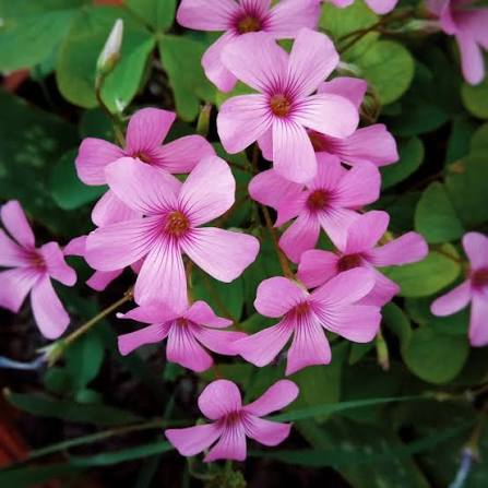 Oxalis Flower Seed