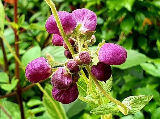 Purple Calceolaria Flower