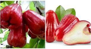 Red Rose Apple Fruit Seeds
